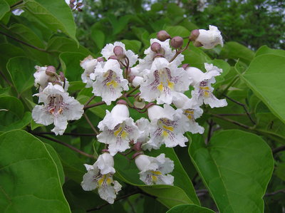 Catalpa bignonioides