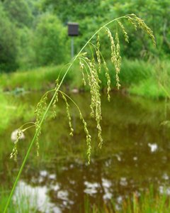 Fowl Manna Grass