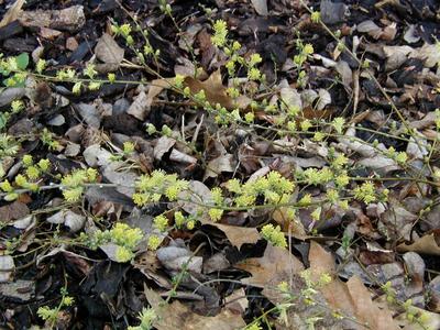 Salix repens