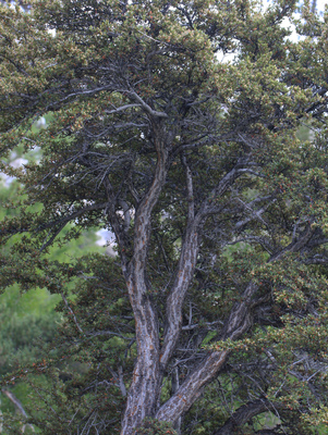 Cercocarpus ledifolius