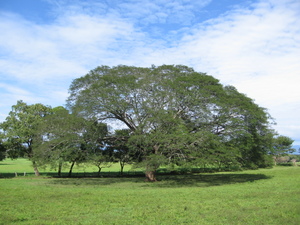 Devil's Ear Earpod tree