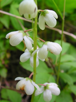 Pyrola elliptica