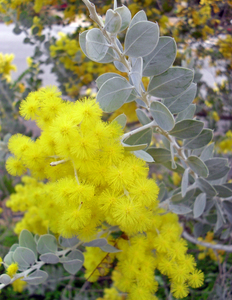 Queensland Silver Wattle