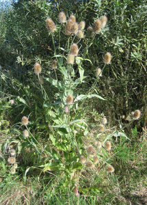 Teasel