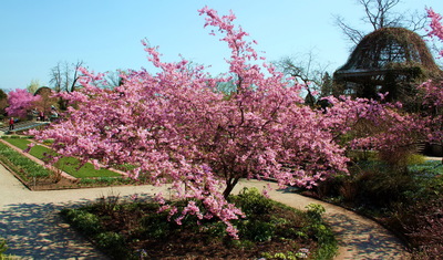 Prunus sargentii