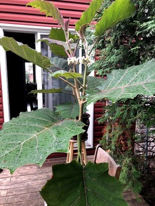Solanum quitoense