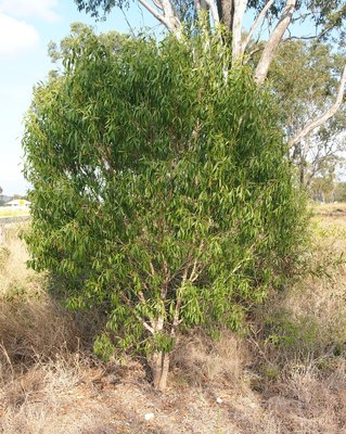 Myoporum montanum