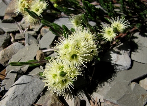 Kunzea muelleri