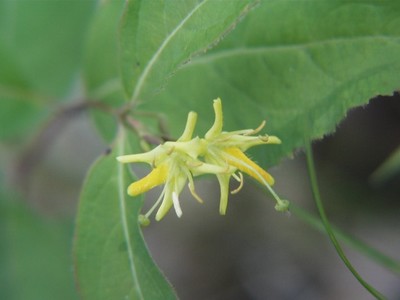 Diervilla lonicera