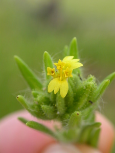 Mountain Tarweed