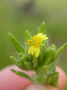 Mountain Tarweed