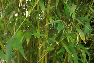 Phyllostachys dulcis