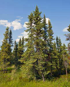 Black Spruce