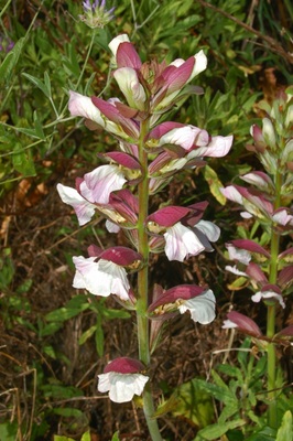 Acanthus mollis