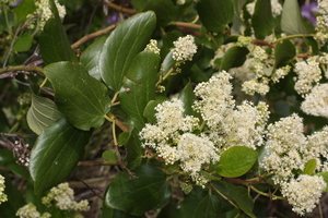 Sticky Laurel