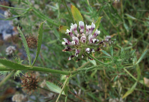 Clammy Clover