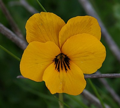 Viola pedunculata