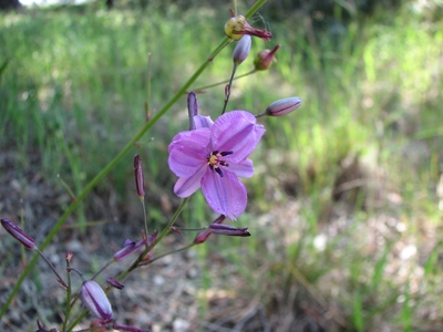 Dichopogon strictus