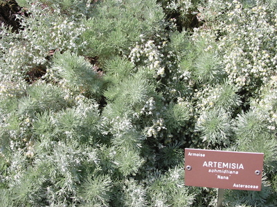 Artemisia schmidtiana