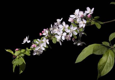 Malus floribunda