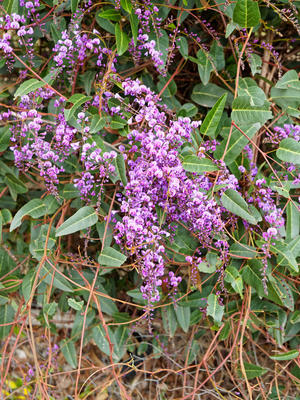 Hardenbergia violacea