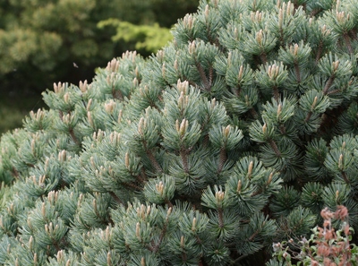 Pinus culminicola