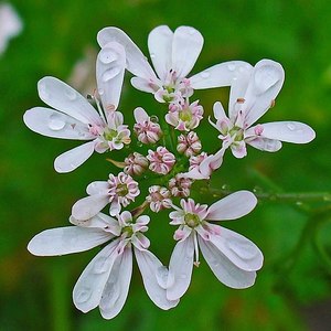 Coriandrum sativum