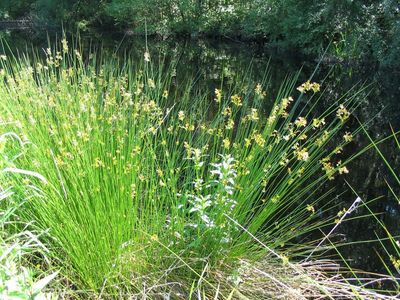 Juncus effusus