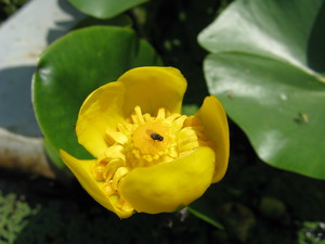 Yellow pond-lily