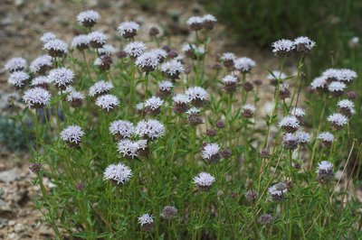 Monardella odoratissima