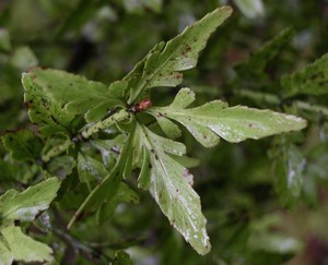 Phyllocladus alpinus