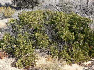 Pointleaf Manzanita