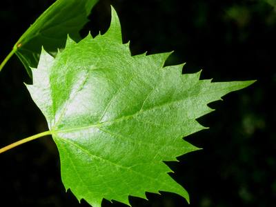 Tilia mongolica