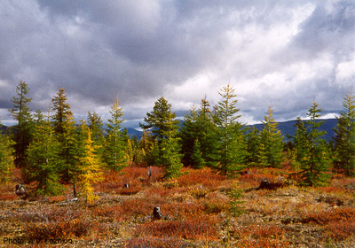 Larix gmelinii