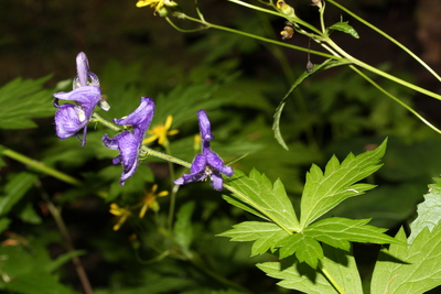 Aconitum columbianum