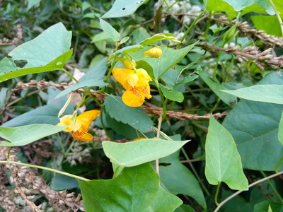 Impatiens capensis in upstate New York, September 2020