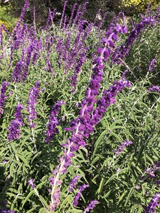 Mexican Bush Sage