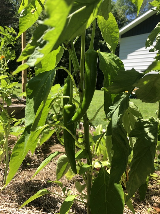 Raised bed garden updates. There will be a harvest! 
So far from 6 cucumber plants we've been harvesting 1-2 cucumbers per day over the past 2 weeks with more coming so long as blight doesn't hit!
Tomatoes and ground cherries have another few weeks and beans are pumping.
Squash has another month at least, with at least (I hope) one squash on each plant. 