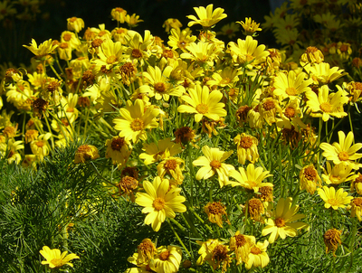 Coreopsis gigantea