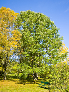 White Ash
