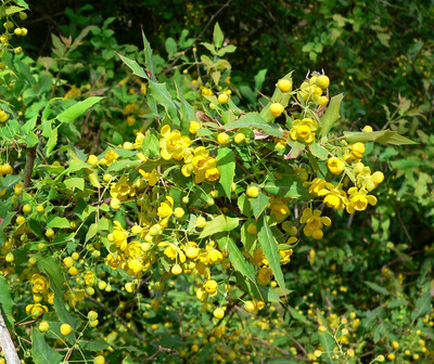 Mahonia nevinii