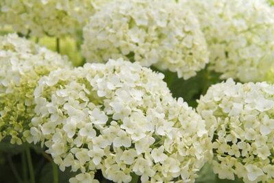 smooth hydrangea