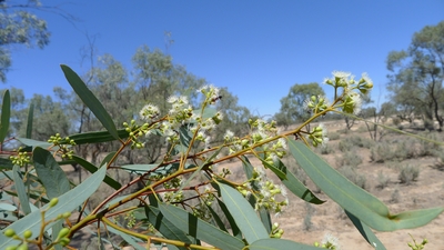 Eucalyptus largiflorens