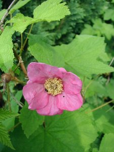 Thimbleberry