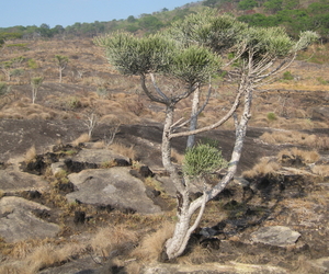 African Milkbush