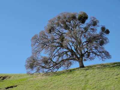 Quercus lobata