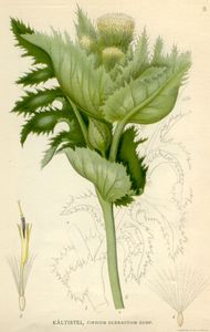 Cabbage Thistle