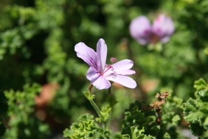 Lemon Geranium