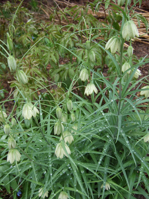 Fritillaria thunbergii