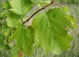 Copenhagen hawthorn